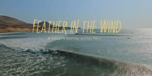 Feather in The Wind